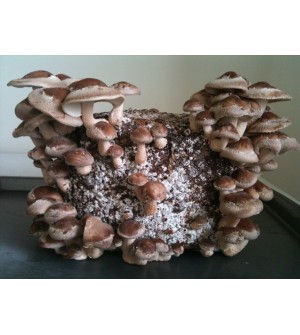 Mushroom Kit - Shiitake (Lentinula edodes) - FREE Shipping 